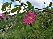 81 Rosa canina, Corna Grande da sfondo 